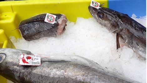 Polyart adds Laser Food (fresh fish)
