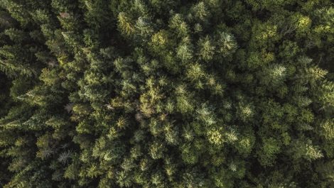 Aerial View of Boreal Nature Forest in Summer