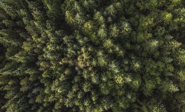 Aerial View of Boreal Nature Forest in Summer